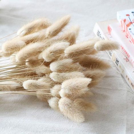 Lagurus Ovatus - Panicaut Séché Naturel pour Décoration Intérieure - Fleur Séchée Rustique pour Mariage et Aménagement Maison - 90 Tiges