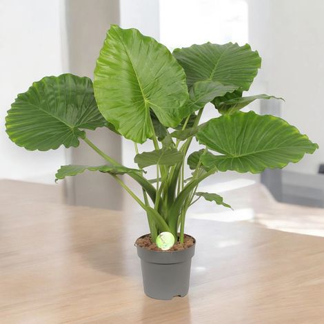 Gardenaria Alocasia gageana - Pianta da interno ornamentale - Altezza: 85 cm (vaso 21) (1/5)
