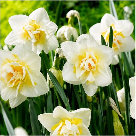 Narcisse White Lion Sgaravatti 5 bulbes blancs à cœur jaune, fleurs doubles décoratives pour massifs et bouquets - 617274 (1/3)