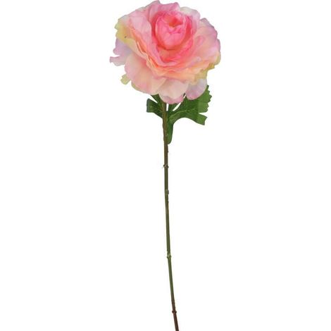 Flor de caléndula de pantano, simple, color rosa. (1/3)