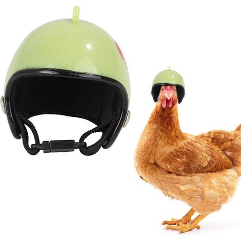 Casque de protection pour poule, casque dur pour petit animal, protecteur de sécurité pour volaille (1/5)