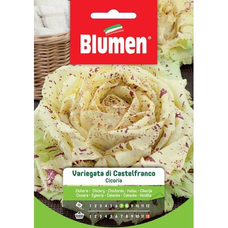 SEMI CICORIA VARIEGATA DI CASTELFRANCO