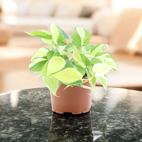 Gardenaria Philodendron scandens 'Rio' - Pianta da interno ornamentale - Altezza: 30 cm (vaso 12) (1/5)
