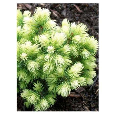 Sapinette blanche, Epinette blanche 'Jalako gold' Pot de 2L/3L