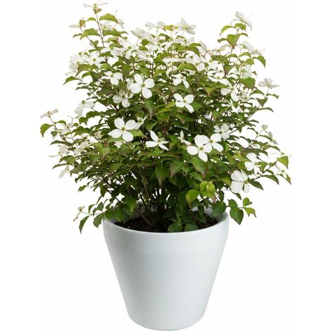 Vaso da giardino Purea, bianco, h41,2x46,4 cm