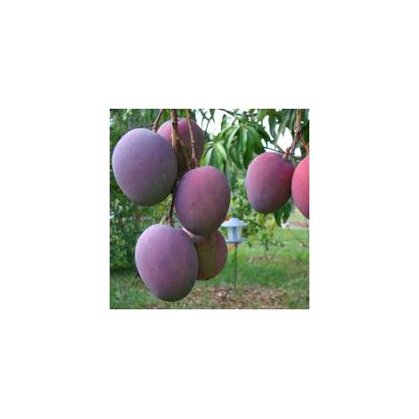 Mangifera indica “Tommy Atkins” – Mango tropicale da frutto