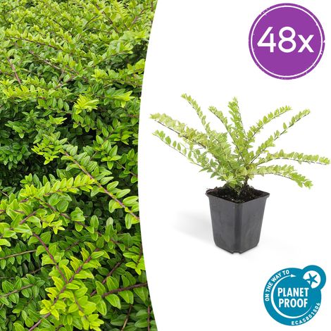 Lot de 48 Lonicera nitida Maigrün Chèvrefeuille Arbustif Haie et Couvre-sol 10-25 cm Pot 9 cm - PANGIVO (1/5)