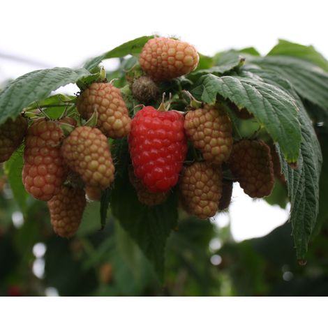 LAMPONE ROSSO AMIRA (1 PIANTA) (1/2)