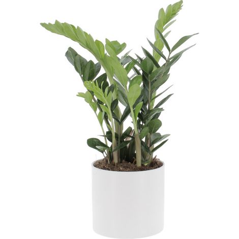 Zamioculcas Zamiifolia con Vaso in Ceramica Panna - H 50-60 cm Vaso da Coltura Ø 17 cm (1/4)
