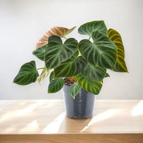 Gardenaria Philodendron verrucosum - Pianta da interno ornamentale - Altezza: 45 cm (vaso 17) (1/5)