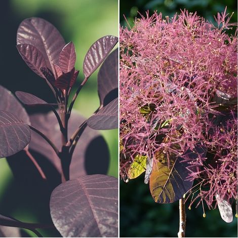 Semillas Arbol de las Pelucas. Arbol de la Niebla. Cotinus Goggygria. 50 Gramos