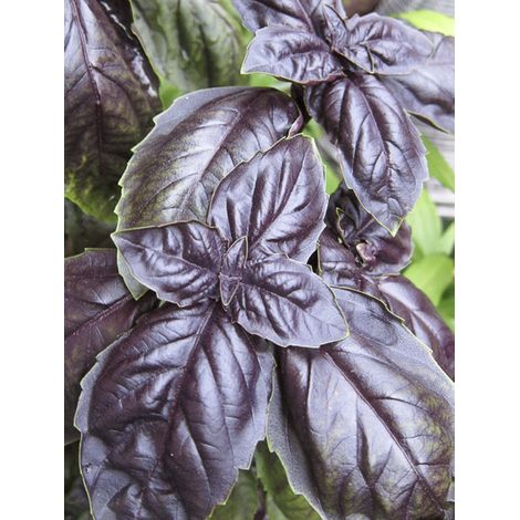 Basilic pourpre Red Rubin le sachet de 400 graines (0,8g) (1/2)