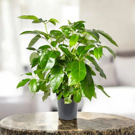 Gardenaria Schefflera actinophylla 'Amate' - Pianta da interno ornamentale - Altezza: 70 cm (vaso 19) (1/5)