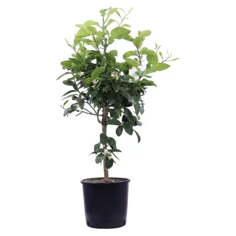 Pianta di Mapo " Citrus × tangelo " pianta innestata vaso ø22cm h 100/120 cm Made in Italy (1/5)