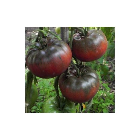 Tomate 'Noire Russe' le sachet de 30 graines environ