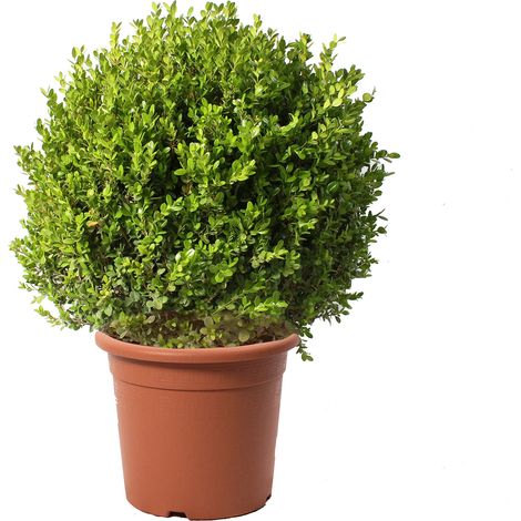 Bosso a Sfera - Buxus Microphylla Faulkner - H 60-70 cm Diametro Cespuglio 45-50 cm Vaso Ø 30 cm
