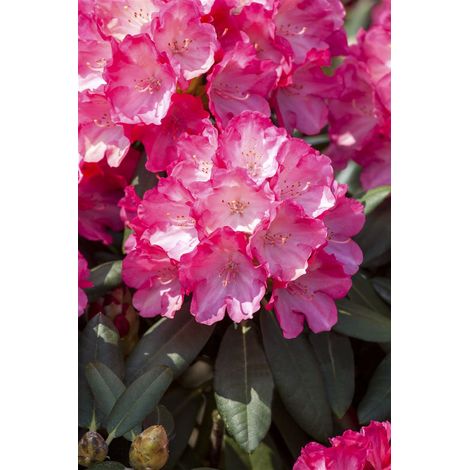 Yaku-Rhododendron 'Sonatine' Rhododendron yak.'Sonatine' C 3 25- 30