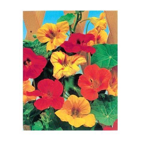 Capucine grimpante – Graines de fleurs 5 g – Plante annuelle grimpante – Fleurs colorées pour treillis et pergolas – Fabre Graines