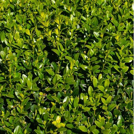 Pépinières Naudet – Buis commun à feuilles rondes – Plante de haie persistante – Hauteur 3 à 5m – Excellente résistance jusqu'à -15°C – Teinte vert bleuté (1/3)