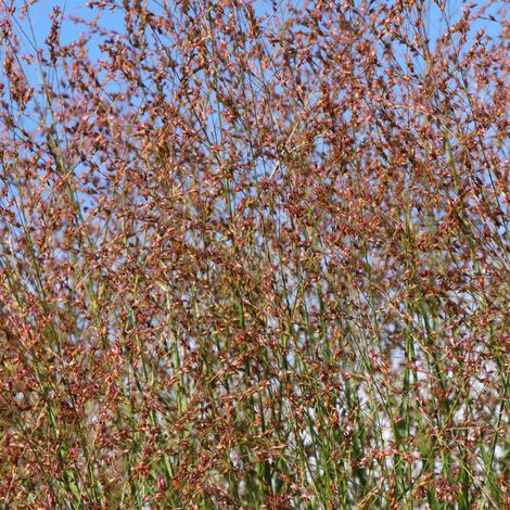Panic érigé Warrior' - Panicum virgatum Warrior' pot 3L (1/2)