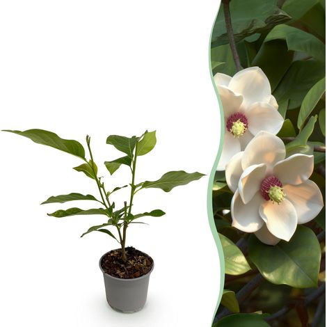 Magnolia sieboldii Arbuste de Jardin à Fleurs Blanc-Rouge Pot 12 cm Hauteur 30 cm - PANGIVO (1/5)