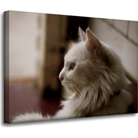 Leinwanddruck Tiere Weiße Katze 70x50 cm
