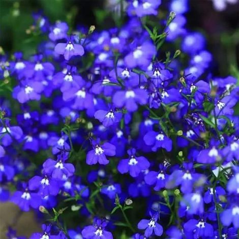 40000 Graines Thym Serpolet Bleu – Couvre-Sol Vivace Durable, Faible Entretien Extérieur (1/5)