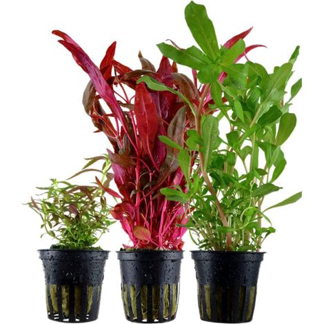 'Buntes' Set mit 3 Topf Pflanzen Aquariumpflanzen Set Nr.143