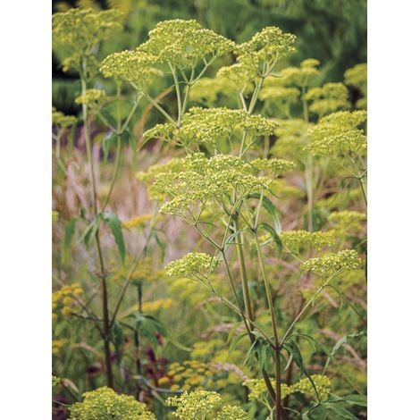Patrinia monandra Godet de 8/9 cm