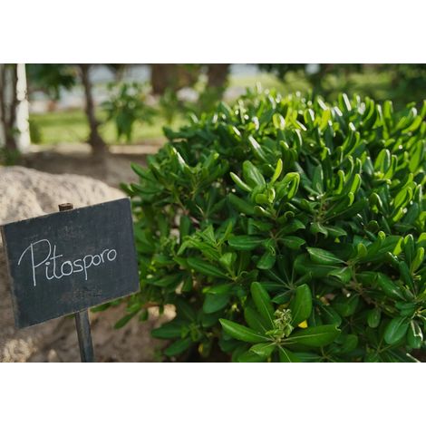 Gardenaria Pittosporo - Pittosporum tobira nano 'Nanum' - Arbusto ornamentale da giardino - Altezza: 30/40 cm (vaso19) (1/3)