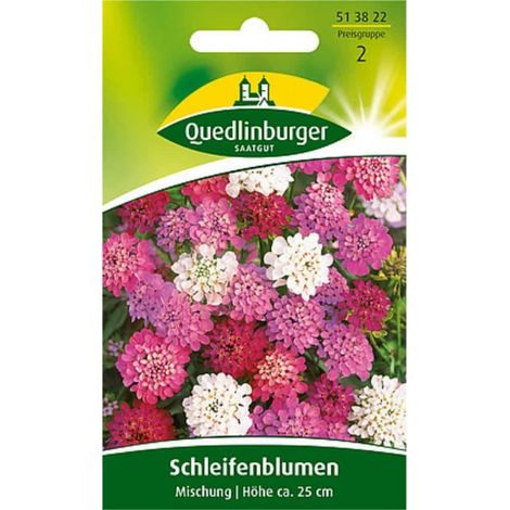 Schleifenblume, Mischung (1/2)