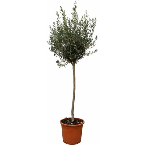 Olivier (Olea Europaea) sur Tige Tronc Torsadé pour Jardin et Terrasse Hauteur 160 cm Pot Ø 24 cm - PANGIVO (1/5)