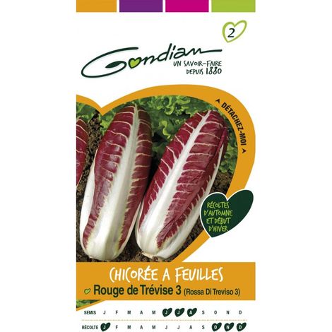 Gondian - Chicorée A Feuilles Rouge de Trévise 3 (1/3)
