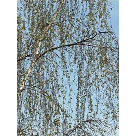 Bouleau commun 'Tristis' Pot de 2L/3L (1/4)