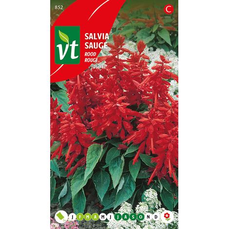 Sauge Splendens Rouge - Ca. 0,5 gr (Livraison Gratuite)