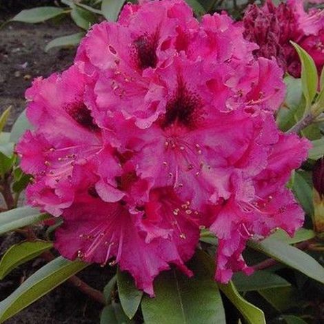 Rhododendron 'Marie Forte' - 40-50 cm (1/4)