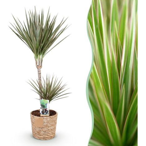 Dracaena Marginata Bicolor Arbre à Dragon Plante d'Intérieur avec Panier Pot 21 cm 90-100 cm - PANGIVO (1/5)