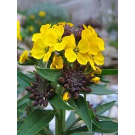 Giroflée, Vélar 'Jubilee Gold' Godet de 8/9 cm