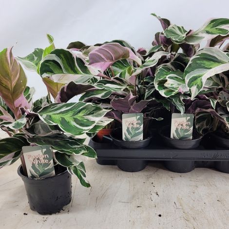 Gardenaria Calathea 'White Fusion' - Pianta da interno ornamentale - Altezza: 45 cm (vaso 11) (1/4)