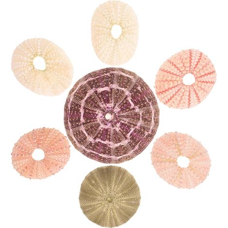 Jardinières suspendues pour plantes succulentes, 7 supports en coquillage d'oursin, usage polyvalent (1/5)