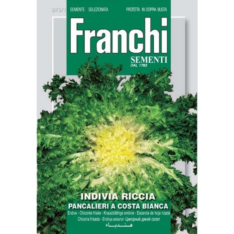 SEMI INDIVIA RICCIA 75/1 (1/2)