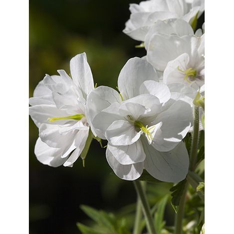 Géranium vivace des près 'Laura' Godet de 8/9 cm (1/3)