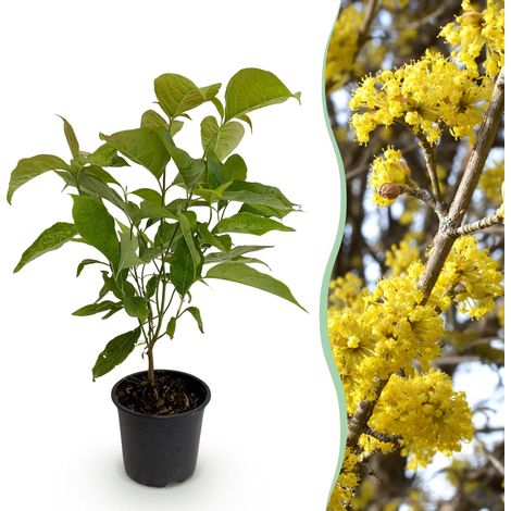Cornouiller mâle Cornus mas Arbuste à Fleurs Jaunes pour Jardin et Balcon Pot 12 cm 35 cm - PANGIVO (1/5)