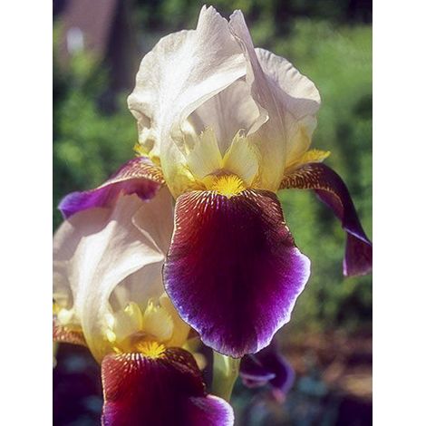 Iris des jardins 'Shah Jehan' Rhizome, Calibre 10/15, qualité extra