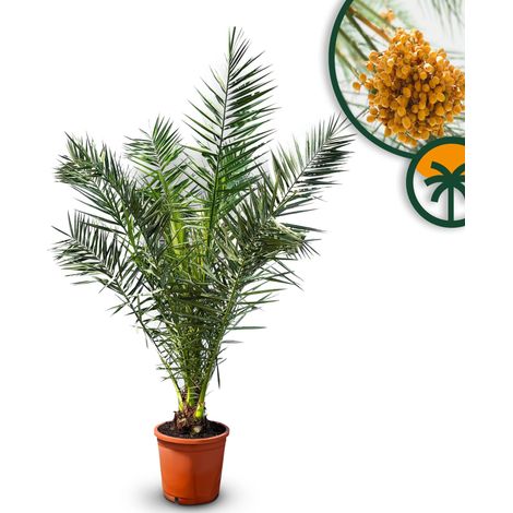 Palmier - Phoenix Canariensis - 140-160 centimètres - Palmier (1/5)