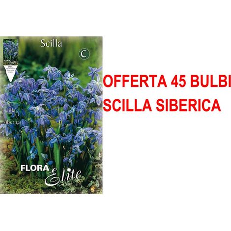 OFFERTA 45 BULBI AUTUNNALI SCILLA SIBERICA BULBS BULBES