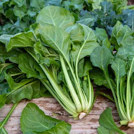 Poirée Verte à Couper - Légumes d'Autrefois Vilmorin (1/2)