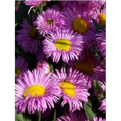 Vergerette 'Rosa Jewel' Godet de 8/9 cm (1/2)