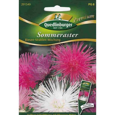 Quedlinburger Sommeraster Riesen-Strahlen-Mischung - Premium Blumensamen (1/2)