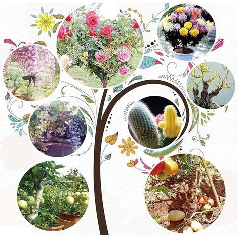 Sécateurs et ciseaux à greffer 2 en 1 pour Outils de greffe et d'élagage d'arbres de Jardin avec 3 Lames remplaables (1/4)